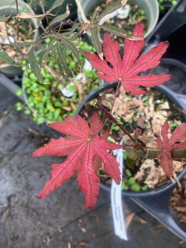 Acer palmatum 'Frosted Purple' - mapleridgenursery